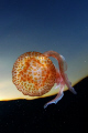   Jellyfish sky Nikon D100 16mm  